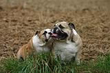 BULLDOG ANGLAIS 209